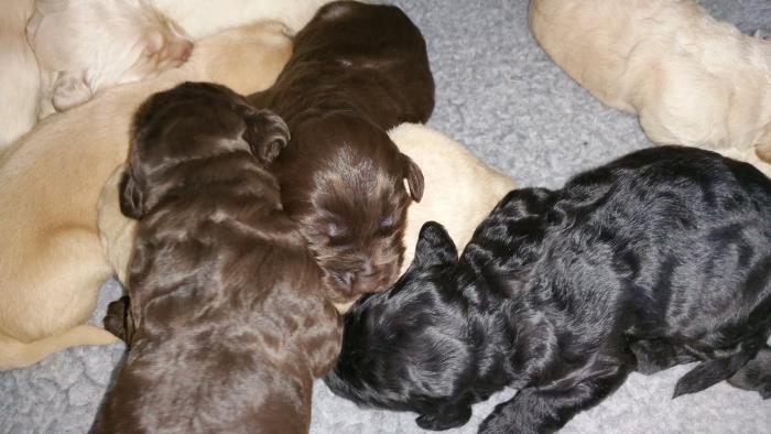 Dogpile